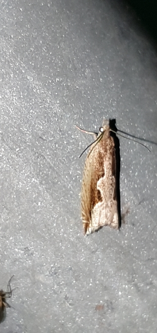 Ancylis diminutana  - Melchior Viallet