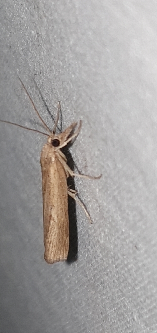 Pediasia contaminella  - Melchior Viallet