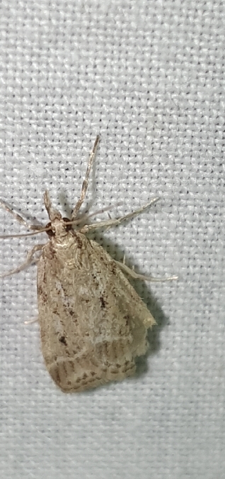 Eudonia pallida  - Melchior Viallet