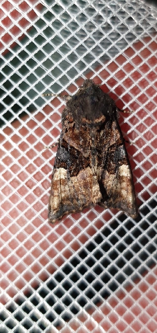 Euplexia lucipara  - Melchior Viallet
