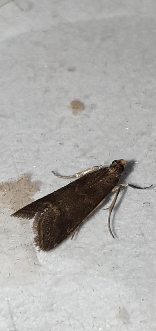 Eccopisa effractella  - Melchior Viallet