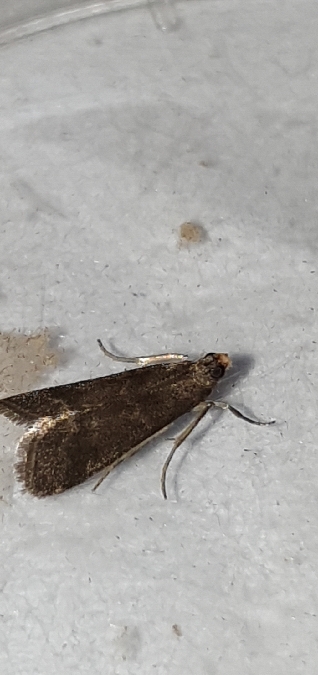 Eccopisa effractella  - Melchior Viallet