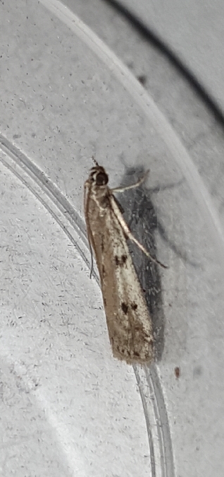 Phycitodes binaevella  - Melchior Viallet