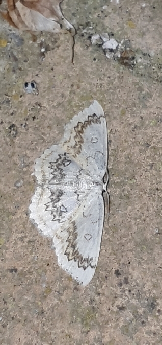 Cyclophora annularia  - Melchior Viallet