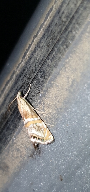 Euchromius anapiellus  - Melchior Viallet