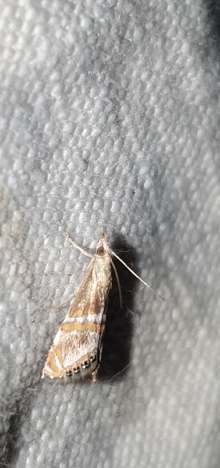 Euchromius anapiellus  - Melchior Viallet