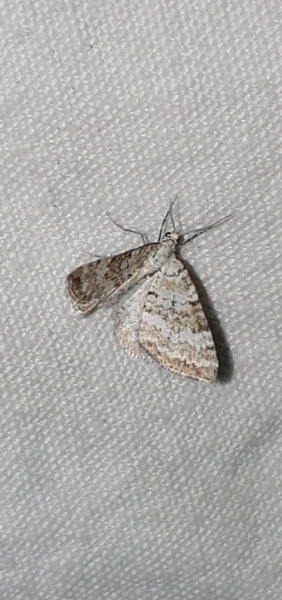 Perizoma albulata  - Melchior Viallet