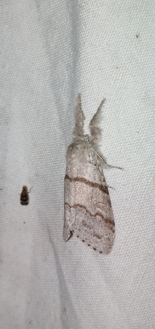 Calliteara pudibunda  - Melchior Viallet