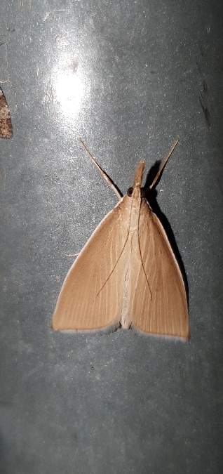 Sclerocona acutella  - Melchior Viallet