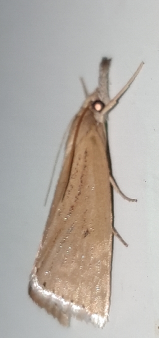 Chilo luteellus  - Melchior Viallet