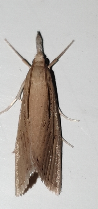 Chilo luteellus  - Melchior Viallet