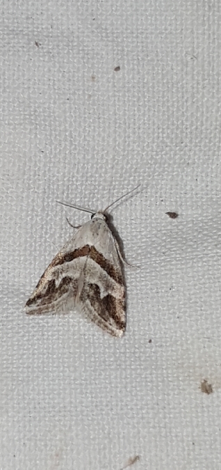 Eublemma candidana  - Melchior Viallet