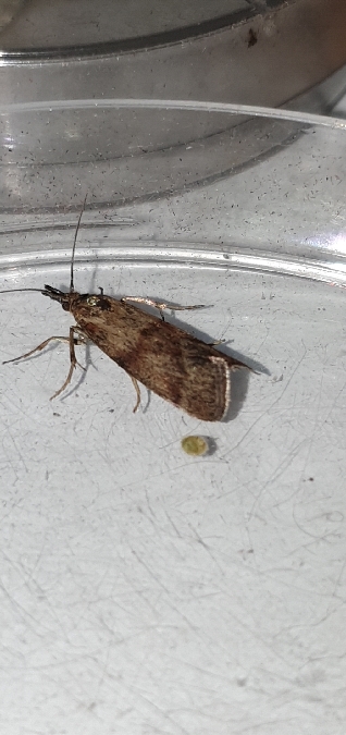 Hypochalcia ahenella  - Melchior Viallet