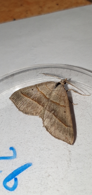 Scotopteryx mucronata  - Melchior Viallet