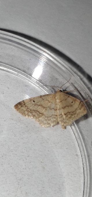 Idaea biselata  - Melchior Viallet