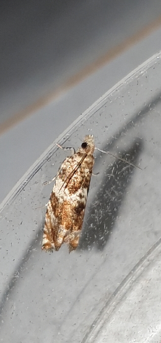 Epinotia abbreviana  - Melchior Viallet