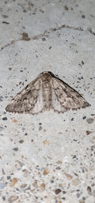 Tephronia sepiaria  - Melchior Viallet