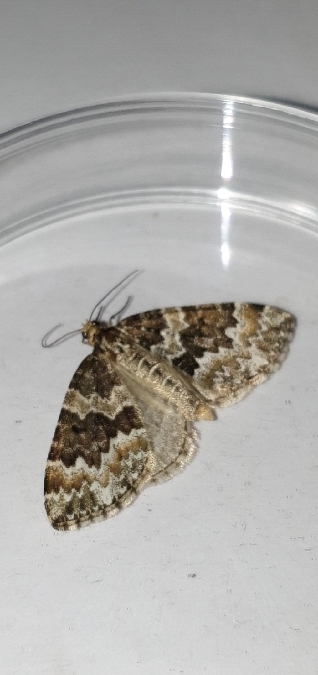 Electrophaes corylata  - Melchior Viallet