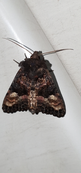 Euplexia lucipara  - Melchior Viallet