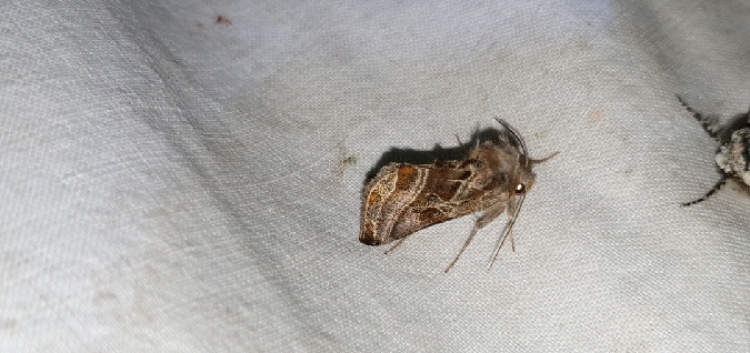 Euchalcia variabilis  - Melchior Viallet