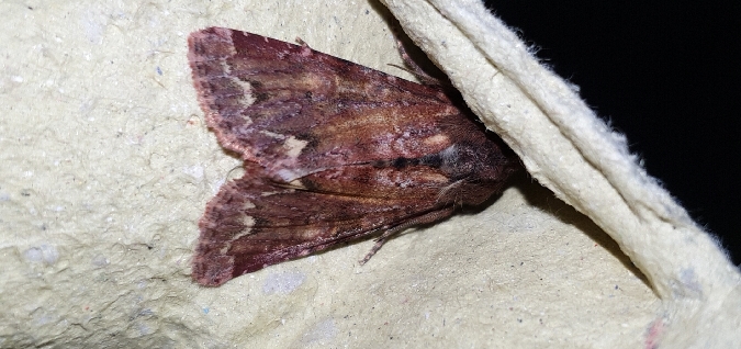 Ceramica pisi  - Melchior Viallet