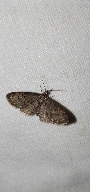 Eupithecia tripunctaria  - Melchior Viallet