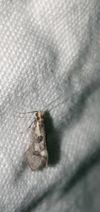 Denisia stipella  - Melchior Viallet