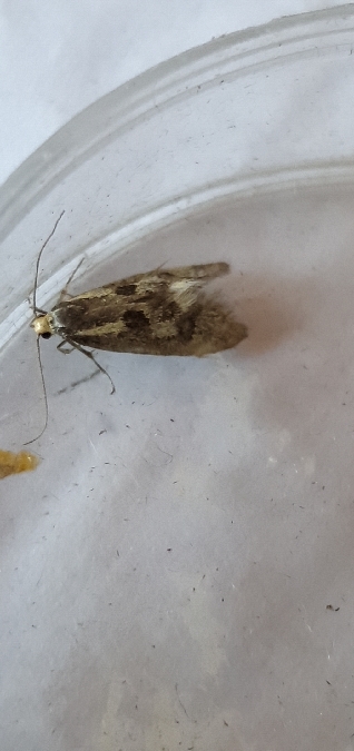 Denisia stipella  - Melchior Viallet