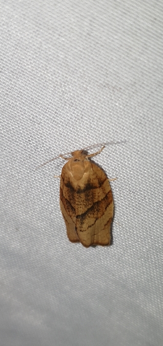 Pandemis cerasana  - Melchior Viallet