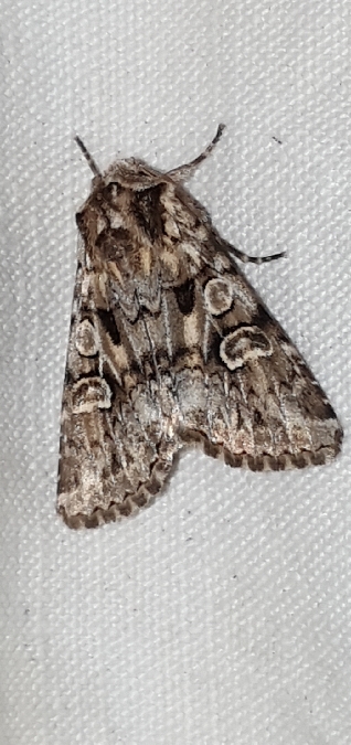 Pachetra sagittigera  - Melchior Viallet