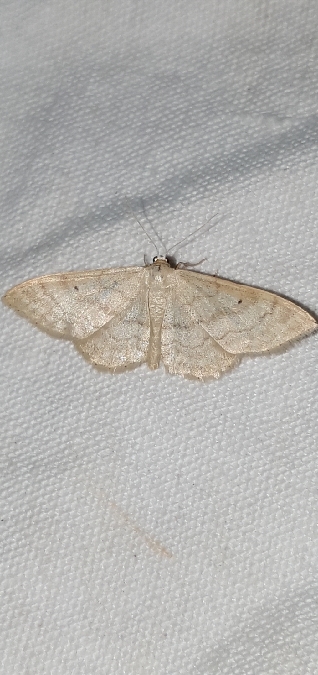 Idaea deversaria  - Melchior Viallet