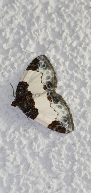 Mesoleuca albicillata  - Melchior Viallet
