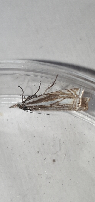 Crambus lathoniellus  - Melchior Viallet