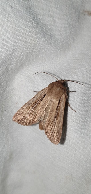 Leucania comma  - Melchior Viallet