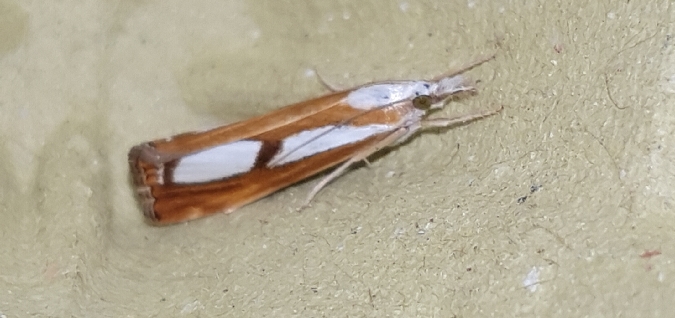 Catoptria permutatellus / osthelderi / myella / europaeica  - Melchior Viallet