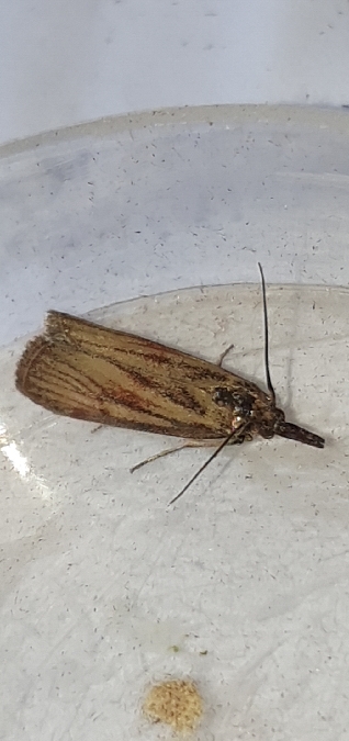 Hypochalcia lignella  - Melchior Viallet