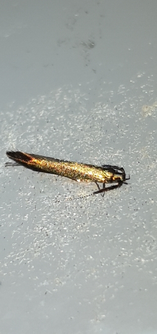 Coleophora mayrella  - Melchior Viallet