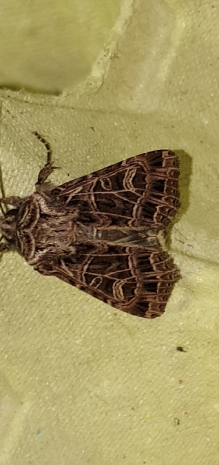Sideridis reticulata  - Melchior Viallet
