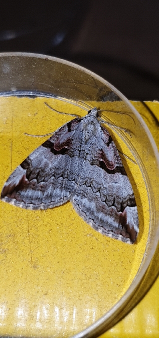 Aplocera praeformata  - Melchior Viallet
