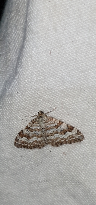 Epirrhoe molluginata  - Melchior Viallet