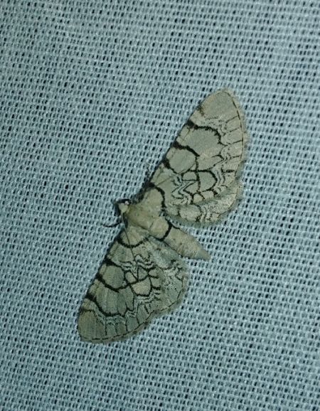 Eupithecia venosata 