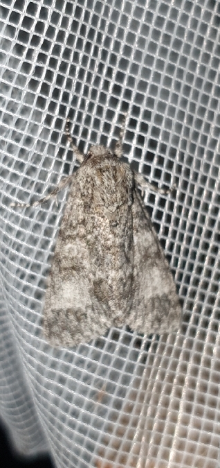 Acronicta megacephala  - Melchior Viallet