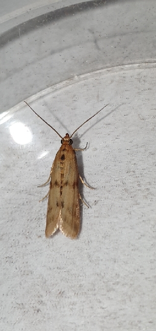 Homoeosoma sinuella  - Melchior Viallet