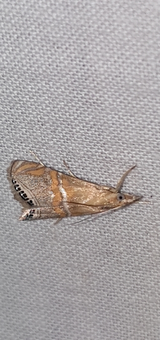 Euchromius bella  - Melchior Viallet