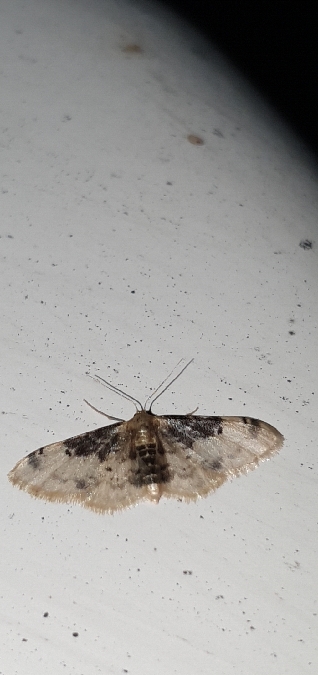 Idaea filicata  - Melchior Viallet