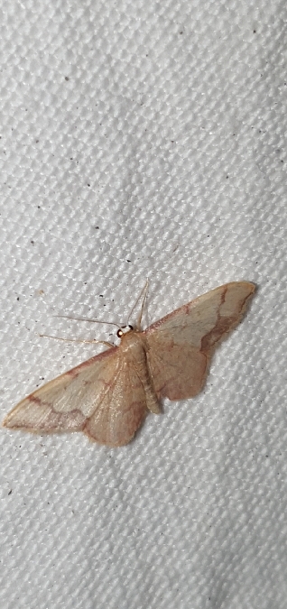 Idaea ostrinaria  - Melchior Viallet