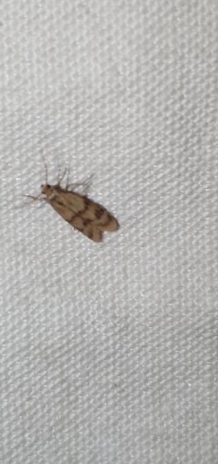 Homoeosoma sinuella  - Melchior Viallet
