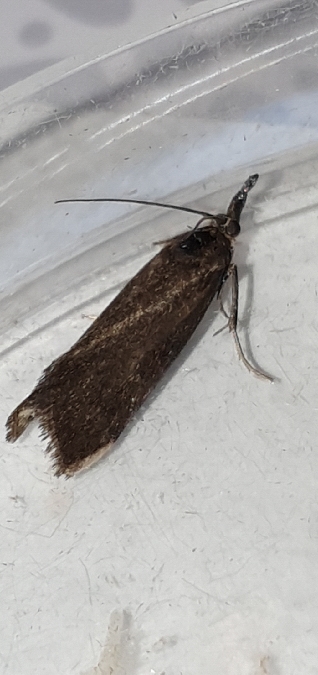 Hypochalcia ahenella  - Melchior Viallet