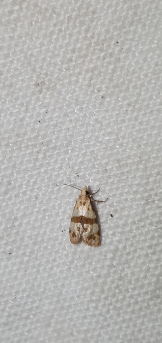 Phalonidia contractana  - Melchior Viallet