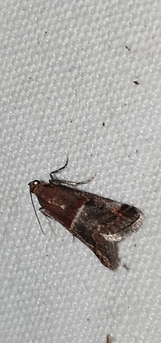 Acrobasis marmorea  - Melchior Viallet